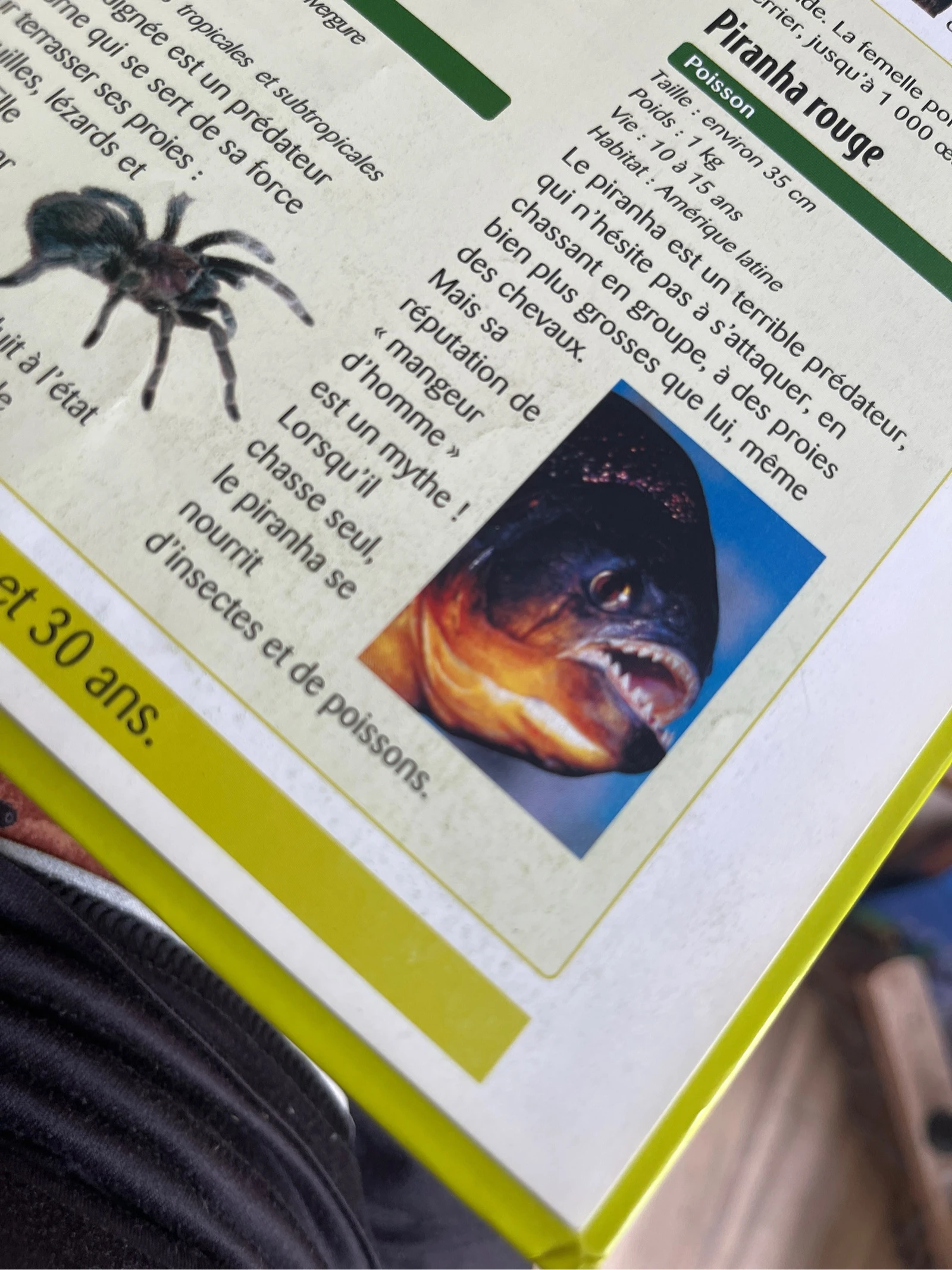 Libro infantil El Atlas de los Juniors: Los animales salvajes - Ediciones Atlas – photo 6